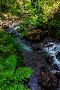 Bereketli yeşillikler ve yosun kaplı ağaçlarla çevrili kayaların üzerinden akan küçük bir dereyle sakin bir orman sahnesi.