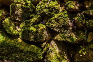 Yosun kaplı, sarmaşıklarla ve yeşilliklerle kaplanmış, yemyeşil bir ormanın içine yerleştirilmiş bir taş duvar.