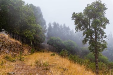 Yol boyunca uzanan uzun ağaçlarla dolu, gür bir arazide süzülen sisli bir orman yolu.