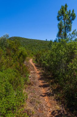 Bereketli, yemyeşil bir ormanın içinden geçen dolambaçlı bir toprak yol.