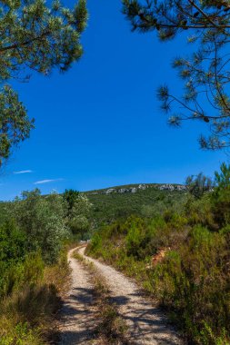 Bereketli, yemyeşil bir ormanın içinden geçen dolambaçlı bir toprak yol.