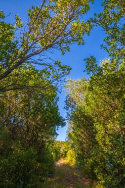 Güneşli bir yol, yemyeşil bir ormanın içinden esiyor, açık mavi gökyüzü tepe örtüsünün içinden bakıyor.