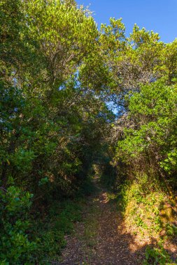 Güneşli bir yol, yemyeşil bir ormanın içinden esiyor, açık mavi gökyüzü tepe örtüsünün içinden bakıyor.