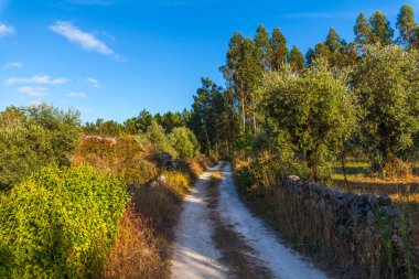 Bereketli yeşillik ve zeytin ağaçlarıyla kaplı dolambaçlı toprak bir yol, berrak mavi gökyüzünün altında huzurlu bir kırsal alana çıkıyor.