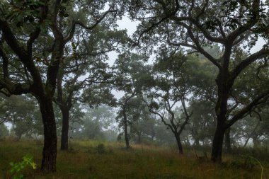 Sisli bir orman sahnesi sisle kaplı uzun ağaçlar gizemli ve ruhani bir atmosfer yaratıyor.