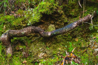 Kalın, eğri büğrü bir ağaç dalı ya da sarmaşık, yosunlu bir kaya yüzeyinde doğal bir şekilde yetişir.