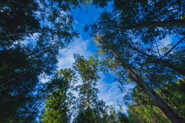 İnce bulutlarla mavi gökyüzüne uzanan yüksek ağaçlara bakarak, yükseklik ve uçsuz bucaksızlık hissi yaratıyor.