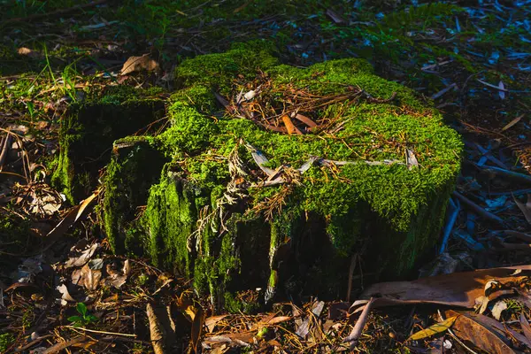 Yosun kaplı bir ağaç kütüğü yaprak çöpünün ve orman zeminindeki diğer döküntülerin arasında oturur..