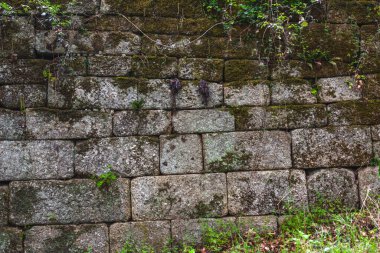 Yosun ve sarmaşıklarla kaplı yıpranmış taş bir duvar, zamanın geçişini ve doğanın insan yapımı yapılarla bütünleşmesini gösteriyor.