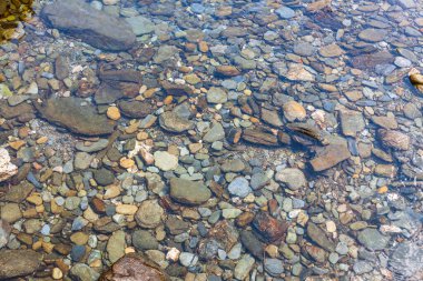 Yüzeyin altındaki doğal dokuları ve kayaların çeşitliliğini vurgulayarak berrak ve sığ sularda görünen renkli ve pürüzsüz nehir taşlarının yakın görüntüsü.
