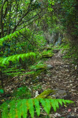 Yapraklar ve yosunlarla kaplı dar bir orman yolu eğreltiotu ve ağaçlarla dolu sık, yeşil yaprakların arasından süzülerek tenha, doğal bir patika oluşturuyor.