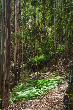 Gölgeli orman sahnesi uzun, ince okaliptüs ağaçları ve orman zeminini kaplayan canlı yeşil eğreltiotlarıyla dolu.