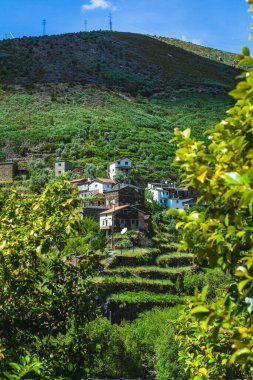 Yeşilliklerin arasına yerleşmiş geleneksel taş evleri olan Portekiz yamaç köyü