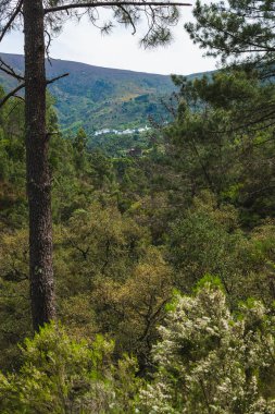 Vadideki küçük bir köyü uzaktan gören bir orman manzarası.