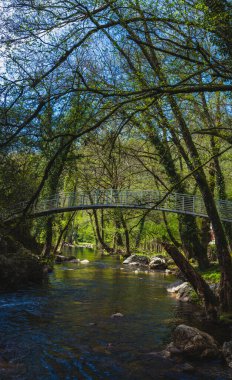 Dar bir köprü, yemyeşil bir ormanda sakin bir derenin üzerinden geçiyor.