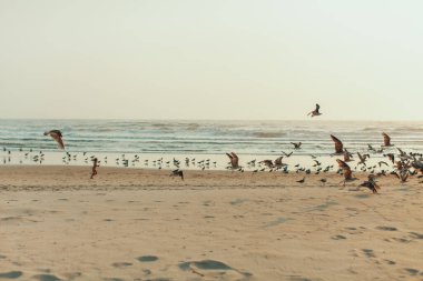 Plaj sahnesi, bir çocuk aralarında neşeli bir şekilde koşarken bir kuş sürüsünün havalanıp kumlu sahil boyunca dağıldığı nazik bir anı yakalar. Kumun, denizin ve gökyüzünün yumuşak, sessiz tonları sakin ve huzurlu bir atmosfer yaratarak, hisleri güçlendirir.