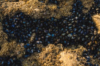 Yoğun paketlenmiş küçük, koyu renkli midyeler kayalık bir yüzeye bağlı.