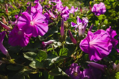 Canlı mor sabah çiçekleri güneş ışığının tadını çıkarıyor, taç yaprakları narin dokuları ve ince gölgeleri ortaya çıkarmak için aydınlanıyor.