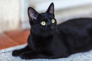 Bir siyah kedi sakince dinleniyor, başını hafifçe yana çevirip, izleyiciye profilini ve sarı-yeşil gözlerini gösteriyor.