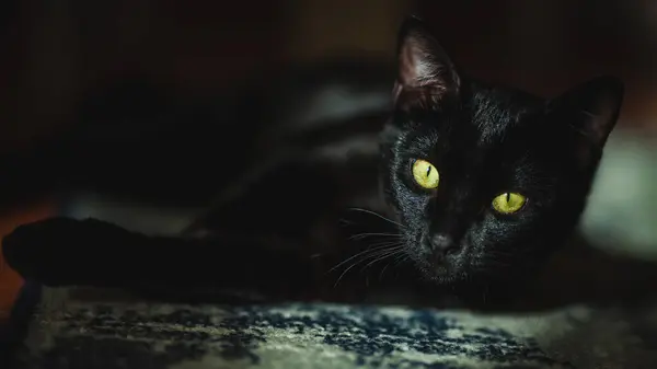 Bir siyah kedi desenli bir yüzeyde yatıyor, muhtemelen bir halı, yoğun sarı gözleri doğrudan izleyiciye bakıyor.