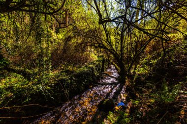 Işıl ışıl bir akarsu yoğun Portekiz ormanlarında dalları sarkmış, verimli bir doğal koridor oluşturan yaprakların arasından eser.
