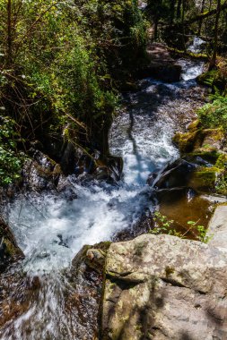 Şelale gibi akan bir dere, sık bir orman gölgesinin altındaki yosun kaplı kayaların üzerinden akar.