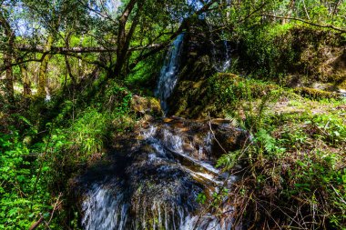 Resimli bir şelale, yemyeşil bir ormanda, yosunlu kayaların üzerinde çağlayarak huzur verici ve ferahlatıcı bir doğal manzara yaratır.