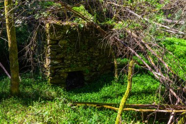 Yosun kaplı bir taş yapı, yemyeşil bir ormana yerleşmiş, aşırı gelişmiş bitki ve dallarla çevrili.