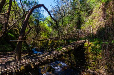 Kırsal ahşap bir köprü, yemyeşil dallar ve canlı yeşilliklerle çerçevelenmiş yemyeşil bir ormanda çağlayan bir dere boyunca uzanır.