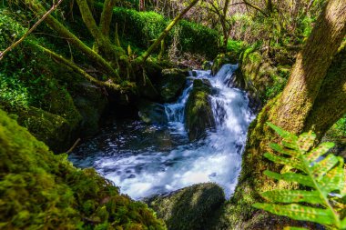 Şelalenin ön planında canlı bir eğrelti otu duruyor, yemyeşil kayalar ve yoğun yeşilliklerle çevrili.