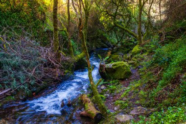 Sakin bir orman deresi, yüksek ağaçlar ve canlı yeşilliklerle çevrili yosun kaplı bir arazide akar.