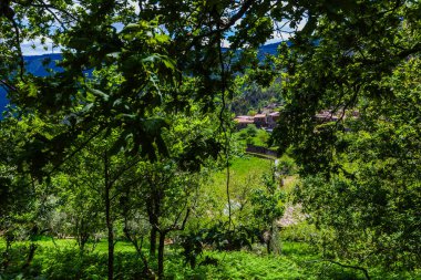 Yoğun yeşillik ve canlı ağaçlarla çerçevelenmiş yemyeşil bir köyün huzurlu manzarası.