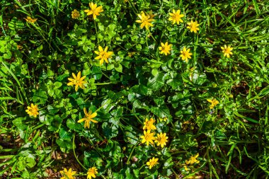 Parlak sarı kır çiçekleri yemyeşil yaprakların arasında açar, neşeli ve canlı bir manzara yaratır.