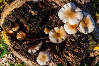 Bir grup mantar, canlı yeşil çimenler ve benekli güneş ışığıyla çevrili bir ağaç kütüğünde yetişir.