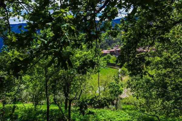 Yoğun yeşillik ve canlı ağaçlarla çerçevelenmiş yemyeşil bir köyün huzurlu manzarası.