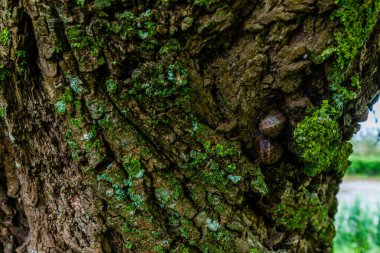 Bir salyangoz, canlı yeşillik ve liken ile çevrili yosun kaplı bir ağaç gövdesinde dinlenir.