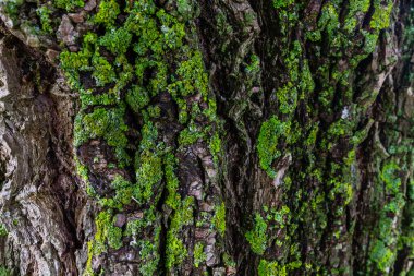 Bir salyangoz yosunlu bir ağaç gövdesine yapışır, canlı yeşil liken ile harmanlanır.