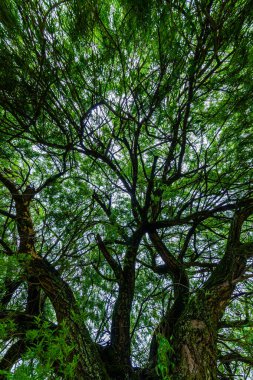 Karmaşık dalları ve yemyeşil yaprakları olan yüksek bir ağaç gökyüzüne doğru uzanır, parlak gökyüzüne karşı yeşil bir gölgelik oluşturur.