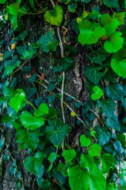 Kalp şeklindeki yapraklardan oluşan yoğun bir örtü dokulu bir ağaç gövdesine tırmanıyor ve gür ve canlı bir doğal duvar halısı oluşturuyor.