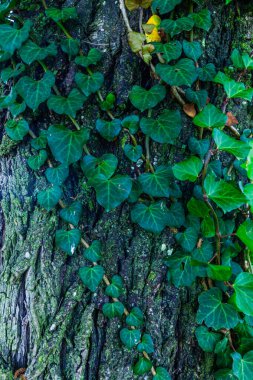 Kalp şeklindeki yapraklardan oluşan yoğun bir örtü dokulu bir ağaç gövdesine tırmanıyor ve gür ve canlı bir doğal duvar halısı oluşturuyor.