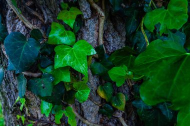 Kalp şeklindeki yapraklardan oluşan yoğun bir örtü dokulu bir ağaç gövdesine tırmanıyor ve gür ve canlı bir doğal duvar halısı oluşturuyor.