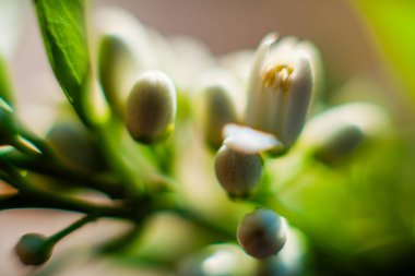 Yumuşak, bulanık bir arkaplanı olan narin beyaz çiçek tomurcuklarının yakın çekimi, karmaşık detaylarını ve doğal güzelliklerini vurguluyor.