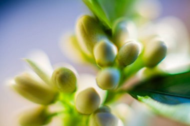 Yumuşak, bulanık bir arkaplanı olan narin beyaz çiçek tomurcuklarının yakın çekimi, karmaşık detaylarını ve doğal güzelliklerini vurguluyor.