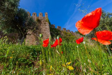 Önünde parlak kırmızı gelincikler ve yukarıda açık mavi gökyüzü olan yemyeşil bir taş kalenin ortasında duruyor.