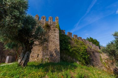 Ağaçlarla çevrili yoğun yeşillikten bir taş kule ortaya çıkar ve canlı mavi gökyüzüne karşı kurulur.