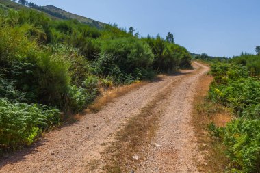 Dolambaçlı bir toprak yol, yemyeşil bitki örtüsünü keser, açık mavi gökyüzünün altındaki mesafeye götürür.
