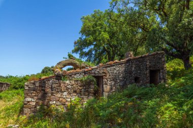 Bitkilerle kaplanmış terk edilmiş bir taş yapı, uzun bir ağaç ve açık mavi bir gökyüzü tarafından çerçevelenmiş ve kırsal bir çürüme hissi uyandırıyor.