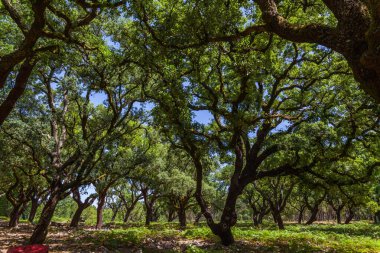 Yüksek ağaçlardan oluşan sık bir orman yemyeşil zemine güneş ışığını filtreleyen yemyeşil bir tepe oluşturur.