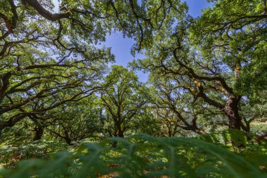 Uzun ağaçlardan oluşan bereketli bir meşe ağacı yaprakların arasından süzülen benekli ışıkla sakin, güneşli bir sahne yaratır.