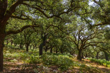 Yüksek ağaçlardan oluşan sık bir orman yemyeşil zemine güneş ışığını filtreleyen yemyeşil bir tepe oluşturur.